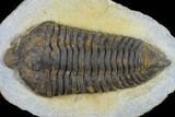 Rare, Calymenid (Pradoella) Trilobite - Jbel Kissane, Morocco #131341-2